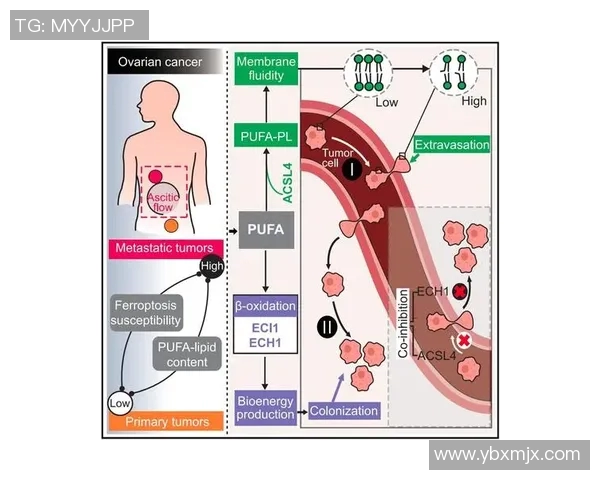 探究英雄联盟战术JDG的控制体系与团队协作策略分析